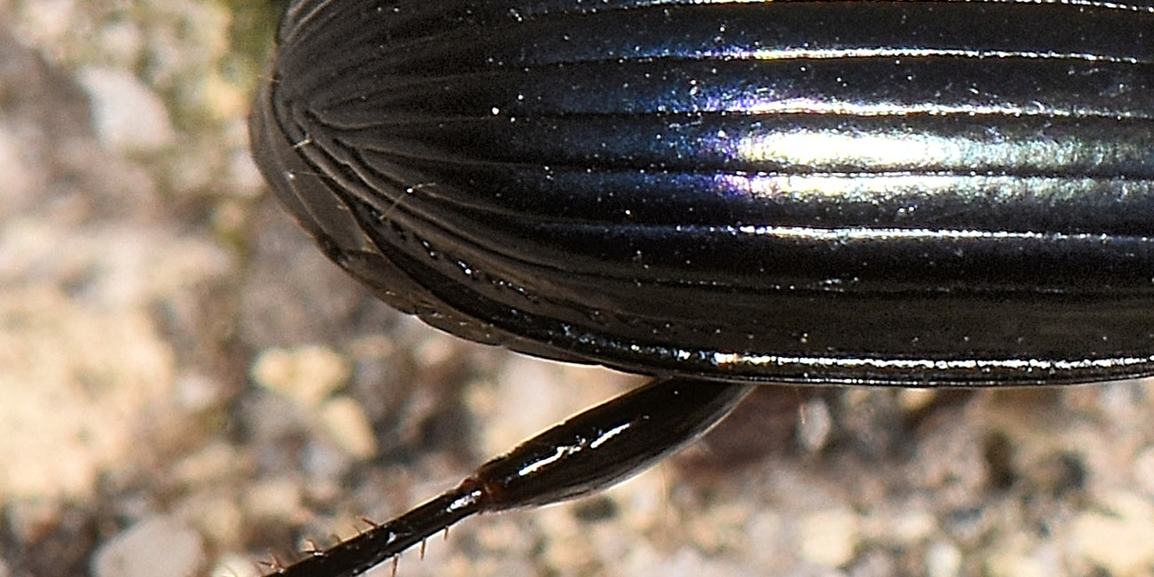 Carabidae:  Amara ovata